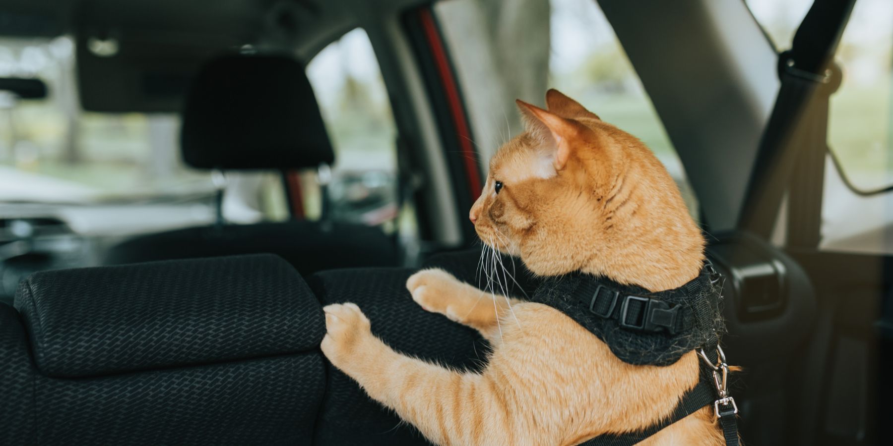 Uber Pet vs. Other Ride Options